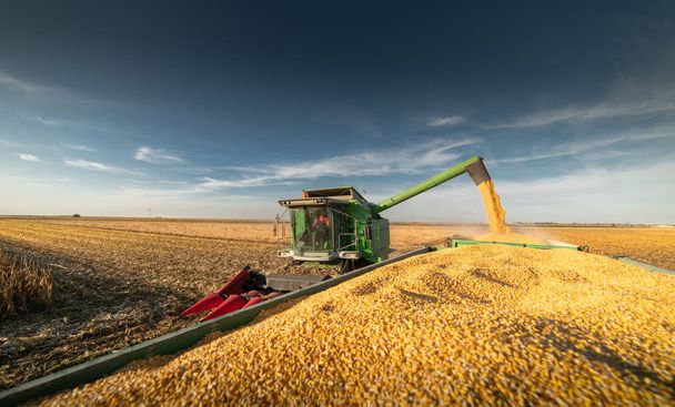 Verter grano de maíz en el remolque tractor  - Foto, imagen