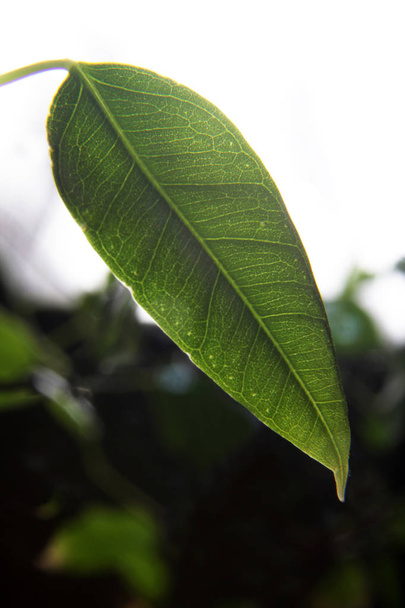 Ficus benjamina zielone liście tło - Zdjęcie, obraz