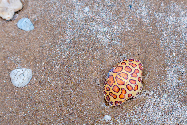 Een Calico Box Crab in South Padre Island, Texas - Foto, afbeelding