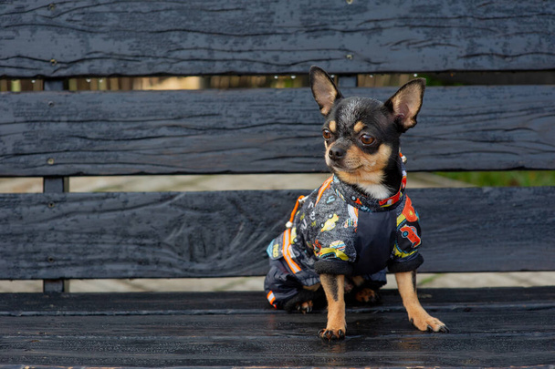 Chihuahua a padon ül ruhában. Csinos barna csivava kutya áll, és szembe a kamerával. - Fotó, kép