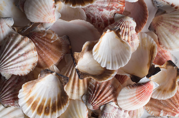 Seashell фону
 - Фото, зображення