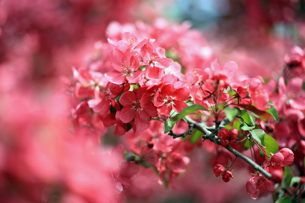 close up shot of blooming pink flowers on tree - Fotó, kép