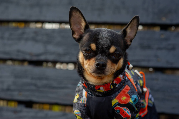 Chihuahua a padon ül ruhában. Csinos barna csivava kutya áll, és szembe a kamerával. - Fotó, kép