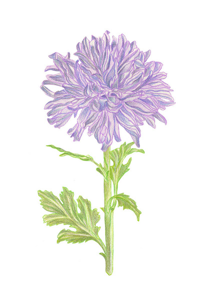 Watercolor pencil drawing chrysanthemum flower with leaves - Photo, Image