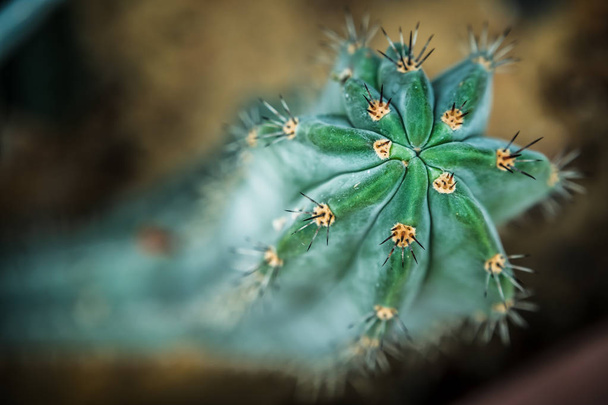 Beautiful Cactus in the garden, brown background - Photo, Image