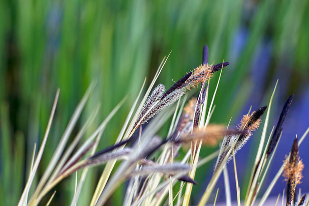 close-up shot van gras in fel zonlicht - Foto, afbeelding