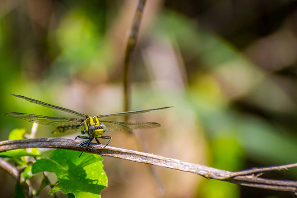 A Southern Hawker Dragonfly in Frontera Audubon Society, Texas - Photo, Image