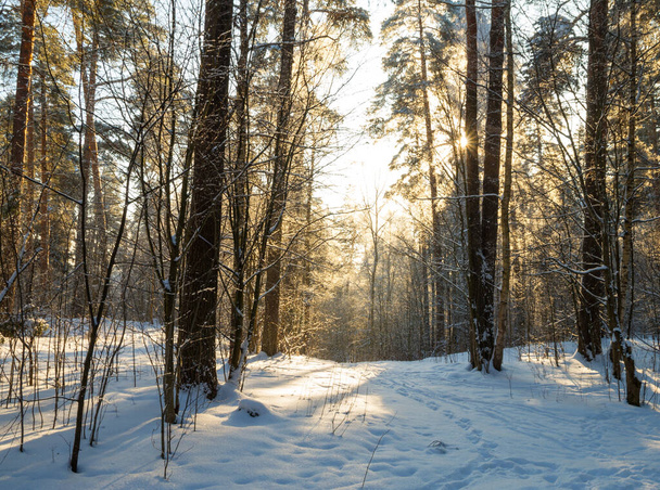forest in the winter - Фото, зображення