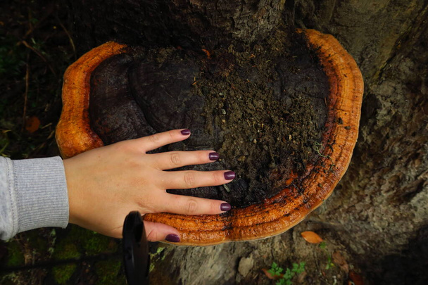 Champignons de queue de dinde sur un arbre dans la forêt. Champignons dans une prairie. La santé au service des champignons poussant sur le bois
. - Photo, image