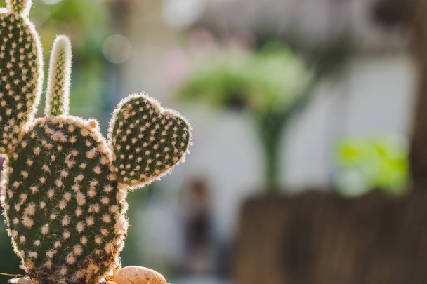 Heart shaped Bunny cactus,Opuntia in the mornig sun. - Foto, Imagen