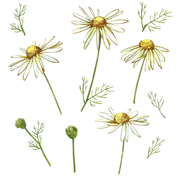 Chamomile or Daisy bouquets, white flowers. Realistic botanical sketch on white background for design, hand draw illustration in botanical style. - Фото, зображення