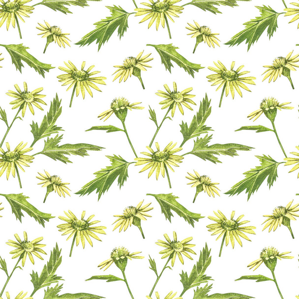 Chamomile or Daisy bouquets, yellow flowers. Realistic botanical sketch on white background for design, hand draw illustration in botanical style. Seamless patterns. - Foto, imagen