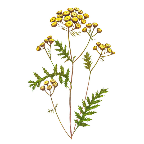 Wildflowers medicinal tansy watercolor illustrations. Isolated on the white background. Blossom, herbarium plant. Accurate botanical illustration. - Фото, изображение