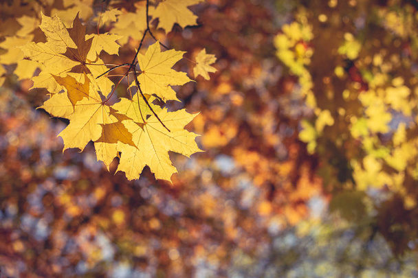 黄色の葉と太陽の美しい秋のカエデの木.  - 写真・画像