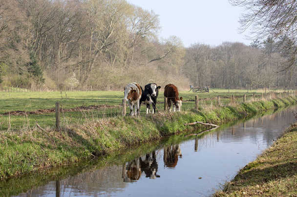 eine Gruppe junger Kühe, deren Spiegelung im Wasser - Foto, Bild