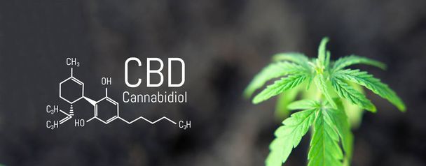 Kannabiksen lehtiä marihuana, CBD Kemiallinen kaava, kaunis backgro
 - Valokuva, kuva