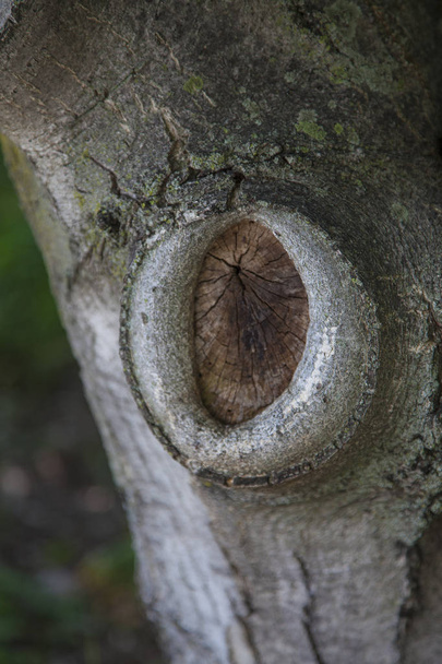forma di occhio di serpente dalla ferita da taglio albero
 - Foto, immagini