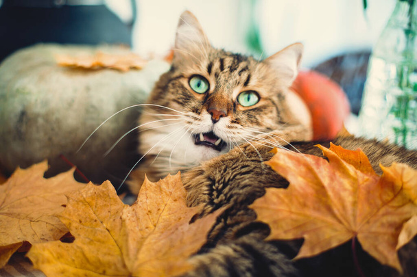 Şirin tekir kedi esniyor, sonbahar yapraklarında kırsal masada uzanıyor. - Fotoğraf, Görsel