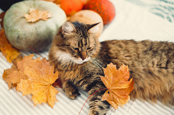 Cute tabby kot gra z jesiennych liści, leżąc na rustykalnym stole - Zdjęcie, obraz
