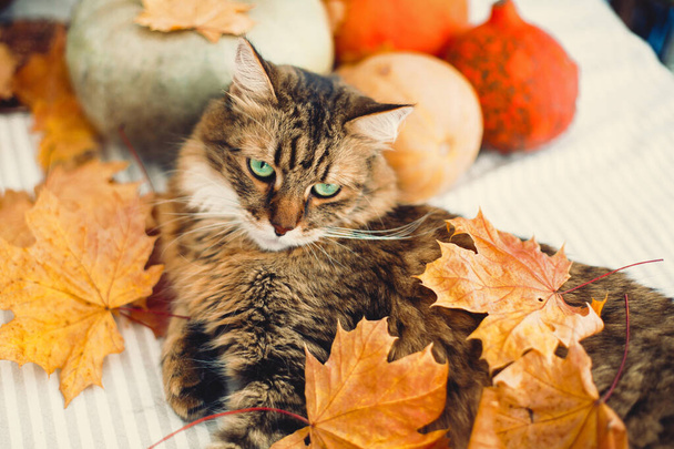 Boze Maine coon kat spelen met herfstbladeren, liggend op rustieke - Foto, afbeelding