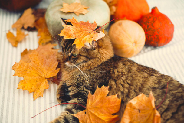Sonbahar yapraklarıyla oynayan, kırsal masada uzanan sevimli tekir kedi. - Fotoğraf, Görsel
