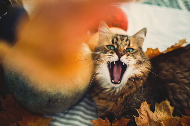 Симпатичная тэбби-кошка зевает, лежа в осенних листьях на ржавом столе
 - Фото, изображение