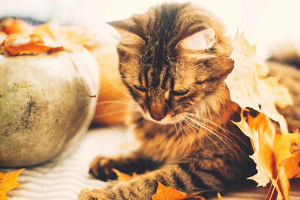 Lindo gato tabby jugando con hojas de otoño, acostado en una mesa rústica
 - Foto, Imagen