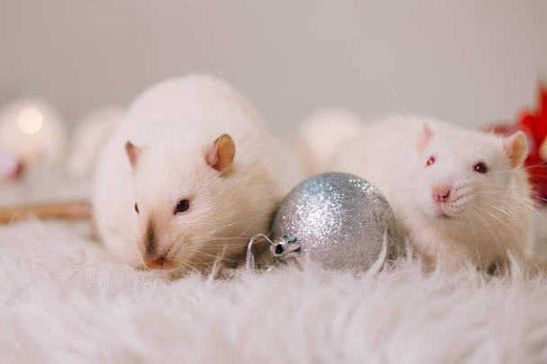 Két vörös szemű fehér patkány ül egy bolyhos szőnyegen a karácsonyi dekorációk között. Újévi dekoráció. Szerető pár egér találkozik karácsonykor - Fotó, kép