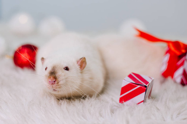Egy egér egy adottsággal. Egy vörös szemű fehér patkány ül egy bolyhos szőnyegen a karácsonyi dekorációk között. Újévi dekoráció - Fotó, kép