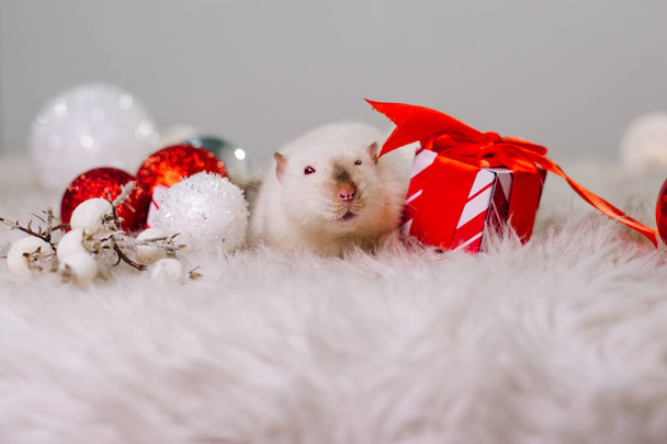 Um rato com um dom. Um rato branco com olhos vermelhos senta-se em um tapete fofo entre decorações de Natal. Decoração de Ano Novo
 - Foto, Imagem