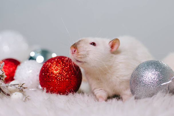 A mouse with a gift. A white rat with red eyes sits on a fluffy carpet among Christmas decorations. New Years decor - Photo, Image