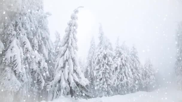 Snowing on fir trees. Winter wonderland resort - Footage, Video
