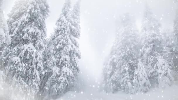 Köknar ağaçlarına kar yağıyor. Kış Harikalar Diyarı - Video, Çekim