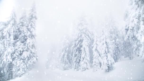 Snowing on fir trees. Winter wonderland resort - Footage, Video