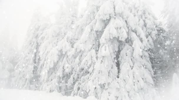 モミの木の上で雪。冬のワンダーランドリゾート - 映像、動画