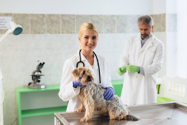 veterinarians working taking care of dog at the clinic - Фото, зображення
