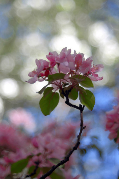 beautiful flowers blooming on tree, close up shot - Φωτογραφία, εικόνα