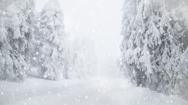 Köknar ağaçlarına kar yağıyor. Kış Harikalar Diyarı - Video, Çekim