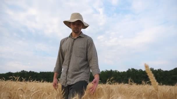 Young agronomist walking among barley meadow and stroking ripe spikelets. Male farmer going through the wheat field and touching with hands golden ears of crop. Agriculture concept. Dolly shot - Záběry, video