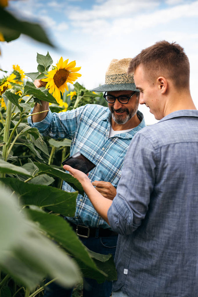 Agronomists using tablet and examining sunflowers in field  - Фото, зображення
