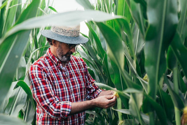 Mature man examining corn in corn filed - Фото, зображення