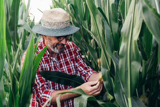 Mature man examining corn in corn filed - Фото, зображення