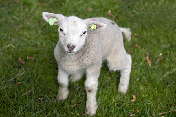 Újszülött imádnivaló bárány, yeanling, felnéz, feláll. - Fotó, kép