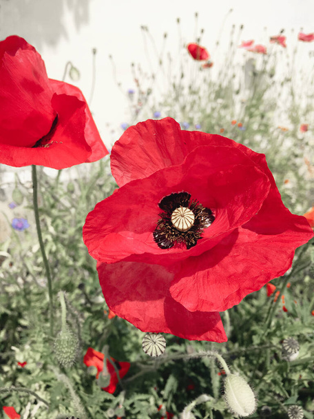 Červená barva mák květiny rostliny na poli v létě - Fotografie, Obrázek