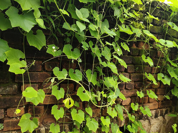Tree climbing on old red brick wall background, Green creeper Plant - Photo, Image