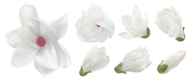 Белые цветы магнолии выделяются на белом фоне (под разными углами). Векторная иллюстрация для оформления свадебной или праздничной пригласительной карты
 - Вектор,изображение