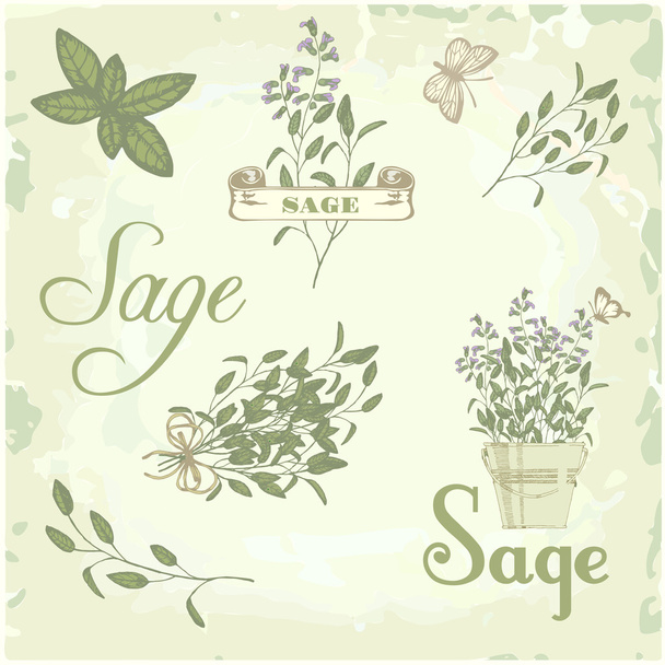Salbei, Salbei, Muskatellersalbei, Kräuter, pflanzlicher Hintergrund, Verpackung Kalligraphie - Vektor, Bild