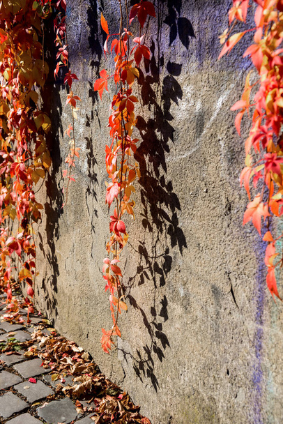 Rosso appeso viti edera sopra muro di pietra in autunno giornata di sole
 - Foto, immagini