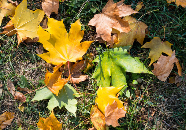 Cadute foglie autunnali - Foto, immagini