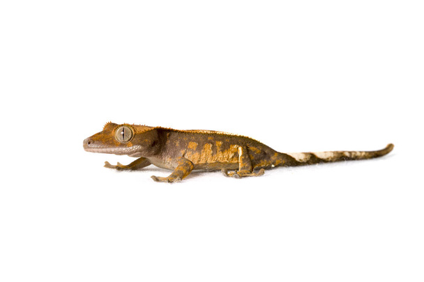 Nuorisovankila harlekiini harjanteella gekko eristetty valkoisella pohjalla
 - Valokuva, kuva